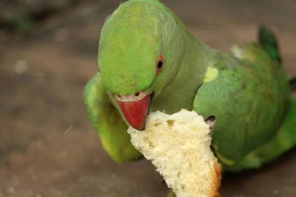 Uccello Verde Pappagallo Mangiare Cibo — Foto Stock