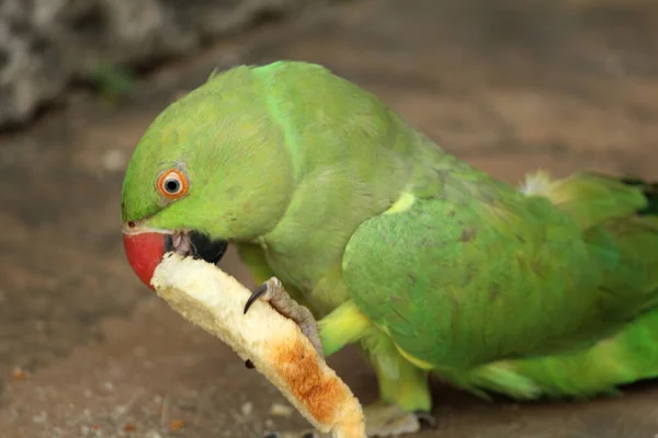 Zielony Ptak Papuga Jeść Żywność — Zdjęcie stockowe