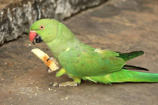 Uccello Verde Pappagallo Mangiare Cibo — Foto Stock