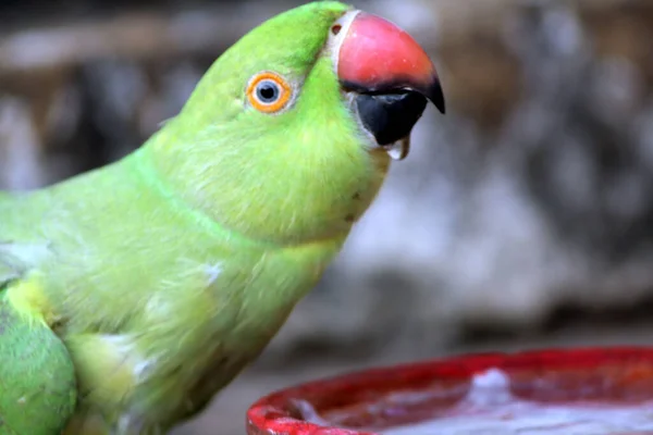 a green bird  parrot eat food