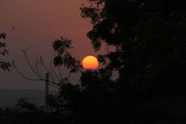 Akşam günbatımında uçan bir uçurtma ve bir ağaç