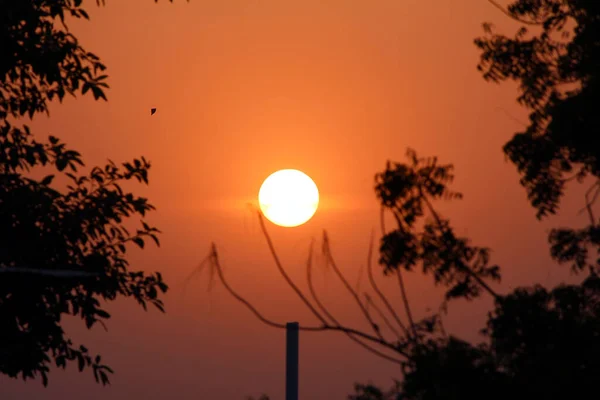 Sunset Evening Kite Flying Some Tree — Stock Photo, Image