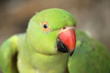 KIZIL YAŞIK KUŞ KUŞ KUŞU KUŞ KUZU