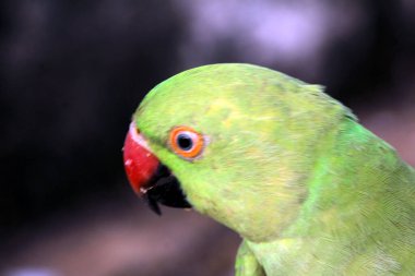 KIZIL YAŞIK KUŞ KUŞ KUŞU KUŞ KUZU