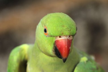 KIZIL YAŞIK KUŞ KUŞ KUŞU KUŞ KUZU