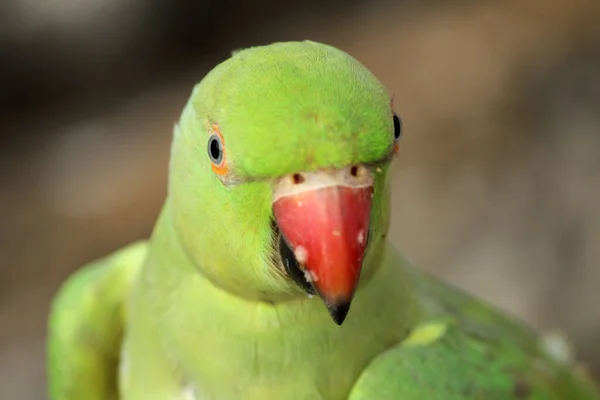 Beautiful Wild Bird Parrot Red Beak — Stock Photo, Image