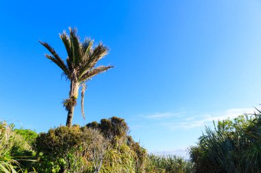 Punakaki 'de palmiye ağacı Yeni Zelanda' da mavi gökyüzü ile kayalık..