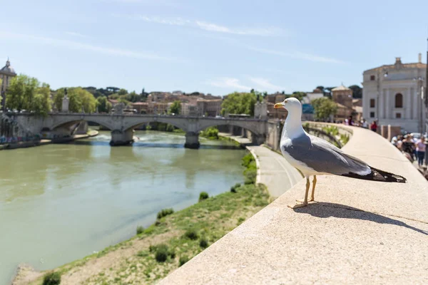 Gabbiano Che Ammira Fiume Tevere Ponte Vittorio Emanuele Sullo Sfondo — Foto Stock