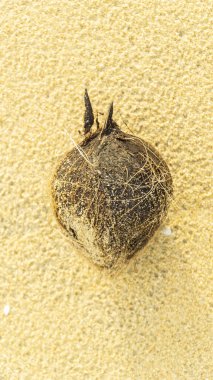 kum sahilde eski hindistan cevizi