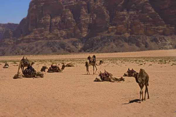 Descansando Camelos Wadi Rum Deserto Jordânia — Fotografia de Stock