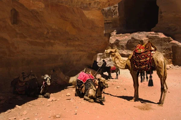 Grupa Wielbłądów Czeka Przed Grobowcem Petry Jordania — Zdjęcie stockowe