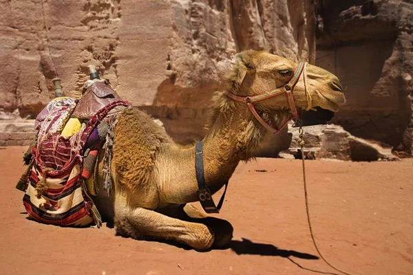 Camelo Beduíno Descansa Perto Tesouro Khazneh Esculpido Rocha Vermelha Petra — Fotografia de Stock