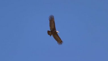 Cruz del Condor bakış açısında uçan açık kanatlı bir akbaba, Colca Vadisi, Arequipa bölgesi, Peru