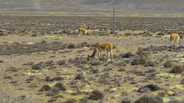 Peru And Dağları 'nda yabani vikugnalar otluyor. Salinas y Aguada Blanca Ulusal Bankası. Arequipa Bölgesi, Peru