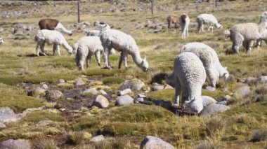 Bir grup Vicugnas veya Vicunas ve Alpacas Peru And Dağları 'nın çimlerinde otluyorlar. Salinas y Aguada Blanca Ulusal Bankası. Arequipa Bölgesi, Peru