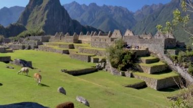 Machu Picchu 'nun arkeolojik kompleksi arasında ot yiyen alpakalar ve vicunalar. Arkaplan olarak And Dağları ve Huayna Picchu manzaraları