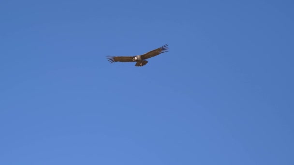 Cóndor Volando Con Alas Abiertas Mirador Cruz Del Cóndor Valle — Vídeos de Stock