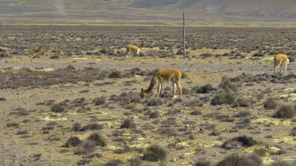 Vicugnas Selvagens Pastando Nos Andes Peruanos Reserva Nacional Salinas Aguada — Vídeo de Stock