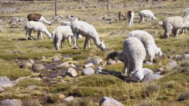 Groep Vicugnas Vicunas Alpacas Grazen Het Gras Van Peruaanse Andes — Stockvideo