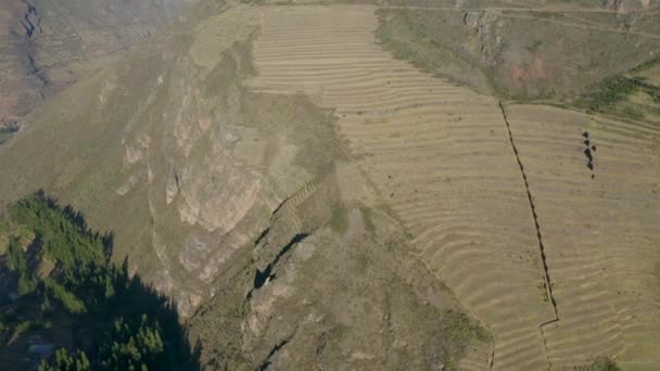 ピサック ピサック の古代インカ遺跡の空中ビュー 緑のテラス付きの考古学公園 ペルーのクスコ近くの聖なる谷 — ストック動画