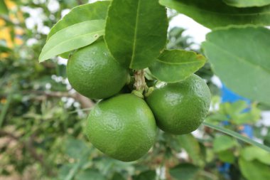 Tam Lime, hasat için hazır.
