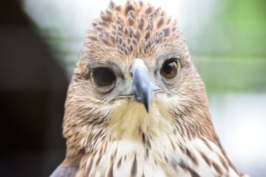 Chai NAT Tayland Aralık 26 2019 Chai NAT Bird PA at kuşlar bakın