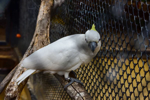Chai nat Tailandia 26 Dicembre 2019 vedi uccelli a Chai NAT Bird Pa — Foto Stock