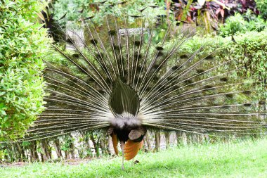 Chai NAT Tayland Aralık 26 2019 Chai NAT Bird PA at kuşlar bakın