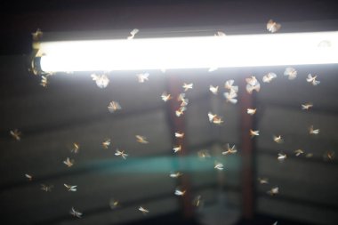 ateşte uçan güve ,gece neon ışık, bu yağmur