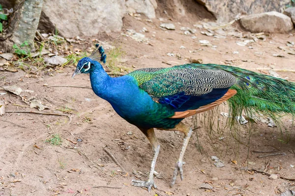 Chai NAT Thajsko Prosinec 26 2019 viz ptáci v Chai NAT Bird PA — Stock fotografie