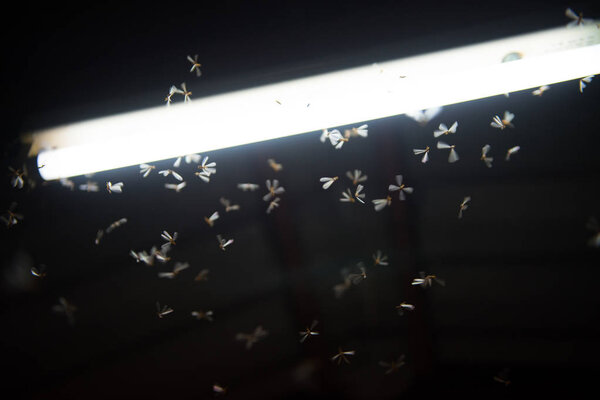 моль летит в огне, неоновый свет в ночное время, это дождь
