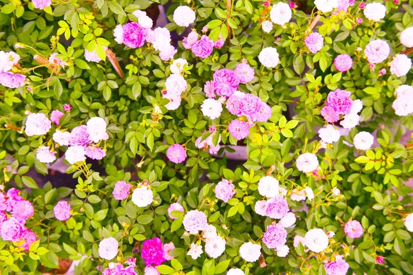 Цветы цветут в саду с естественным light.flower и ветви — стоковое фото