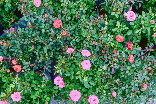 Fleurs fleurissent dans le jardin avec la lumière naturelle.fleur et branche — Photo