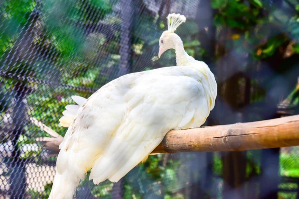 Chai Nat Thailand december 26 2019 Zie vogels bij Chai Nat Bird pa — Stockfoto