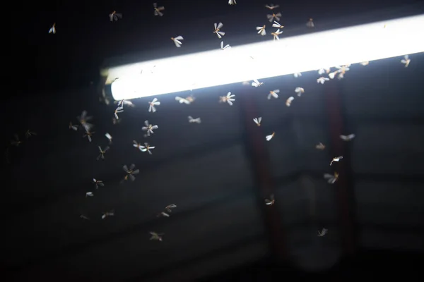 Mot vliegt in het vuur, het neon licht in de nacht tijd, het is regen — Stockfoto