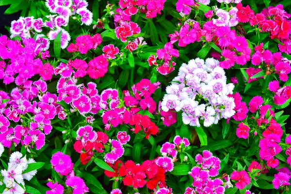 Virágok virágzik a kertben, természetes fénnyel. virág és ág — Stock Fotó