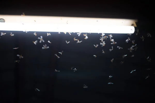火の中を飛ぶ蛾、夜のネオンライト、雨 — ストック写真