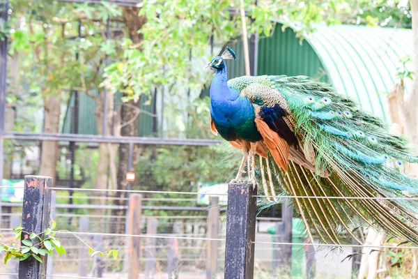 Chai nat Tailandia 26 de diciembre de 2019 ver aves en Chai NAT Bird Pa — Foto de Stock