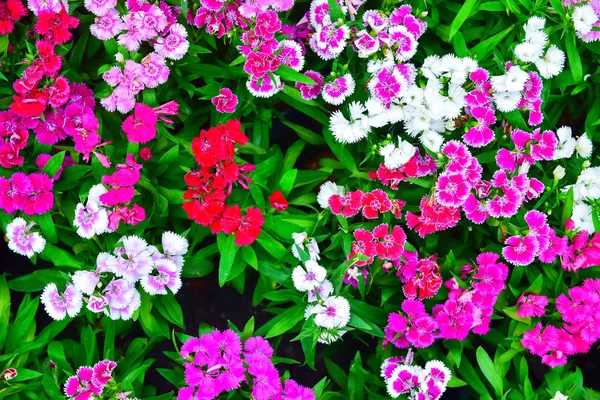 Цветы цветут в саду с естественным light.flower и ветви — стоковое фото
