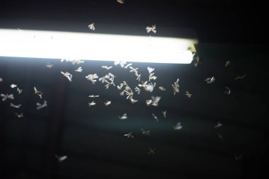 ateşte uçan güve ,gece neon ışık, bu yağmur