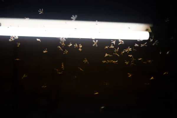 Papillon de nuit volant dans le feu, la lumière au néon dans la nuit, il pleut — Photo