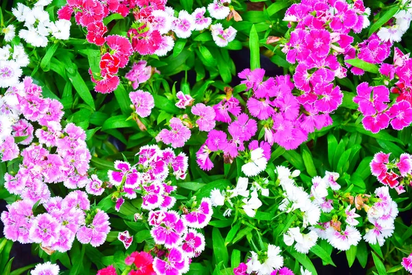 Virágok virágzik a kertben, természetes fénnyel. virág és ág — Stock Fotó