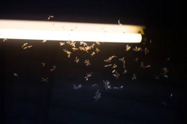 ateşte uçan güve ,gece neon ışık, bu yağmur