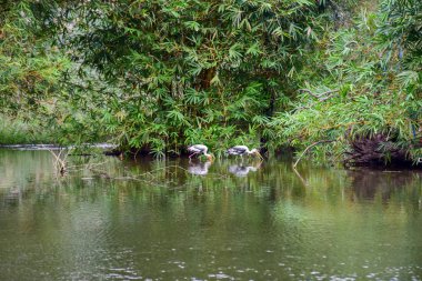 Chai NAT Tayland Aralık 26 2019 Chai NAT Bird PA at kuşlar bakın