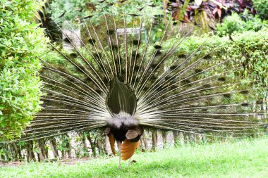 Chai NAT Tayland Aralık 26 2019 Chai NAT Bird PA at kuşlar bakın