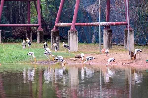 Chai nat Thailand december 26 2019 se fugle på Chai NAT Bird Pa - Stock-foto