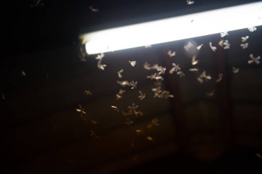 ateşte uçan güve ,gece neon ışık, bu yağmur