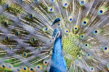 Chai NAT Tayland Aralık 26 2019 Chai NAT Bird PA at kuşlar bakın