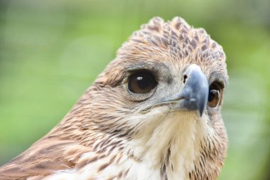 Chai NAT Tayland Aralık 26 2019 Chai NAT Bird PA at kuşlar bakın