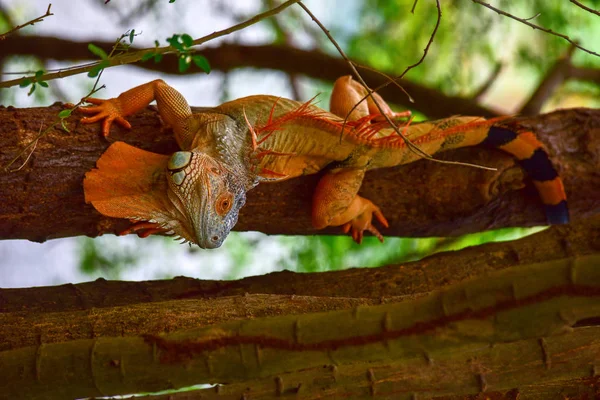 Chai Nat Thailand december 26 2019 Zie vogels bij Chai Nat Bird pa — Stockfoto